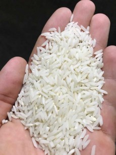  غلات | برنج طارم شمال