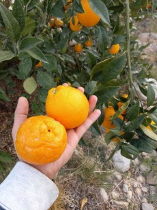  میوه | نارنگی محلی جنوب