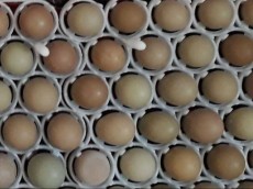  مواد پروتئینی | تخم مرغ تخم نطفه دار قرقاول
