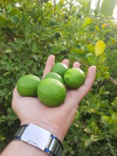  میوه | لیمو ترش لیموترش محلی