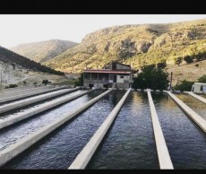  مواد پروتئینی | ماهی ماهی قزل الا آب جشمه