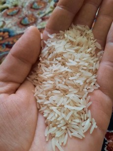  غلات | برنج فجر سوزنی