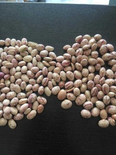  حبوبات | لوبیا انواع حبوبات
