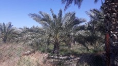  میوه | خرما خاصویی
