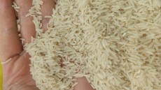  غلات | برنج فجر عطری گیلان تضمینی بشرط