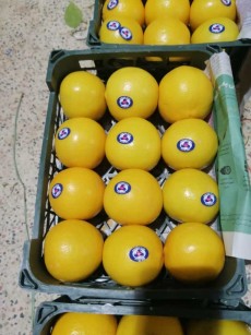  میوه | لیمو شیرین محلی