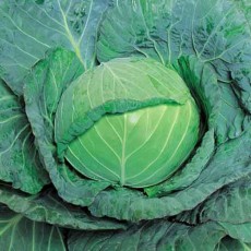  صیفی | کلم کلم پیچ صادراتی