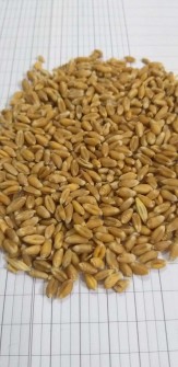  غلات | گندم گندم