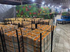  میوه | پرتقال صادراتی سورت شده و واکس خورده در بهترین سایز