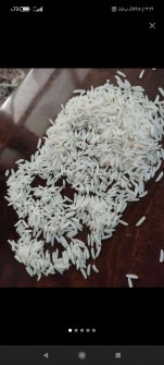  غلات | برنج دم سیاه وکشت دوم طارم هاشمی