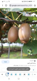  میوه | کیوی هایوارد طلایی