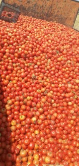 صیفی | گوجه گوجه ربی