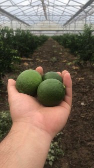  میوه | لیمو ترش پرشین و لایم کوات