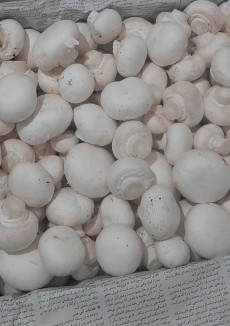  صیفی | قارچ قارچ سوپرلوکس