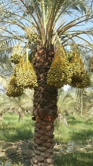 میوه | خرما استعمران صادراتی