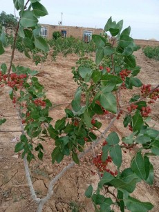  خشکبار | پسته احمد آقایی