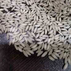  غلات | برنج برنج عنبر بو معطر