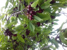  میوه | گیلاس گیلاس تک دانه کهریز