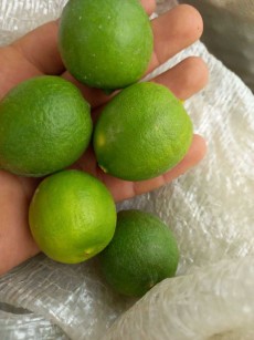  میوه | لیمو ترش لیمو ترش