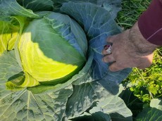  صیفی | کلم کلم پیچ سفیددزفول کیفیت صادراتی