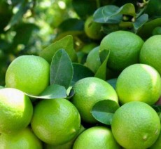  میوه | لیمو ترش لیمو ترش محلی رودخانه