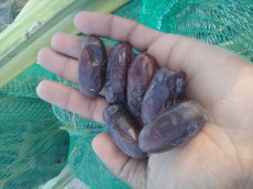  میوه | خرما خرمای ربی رودبار جنوب