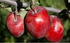  میوه | سیب سیب قرمز درجه یک