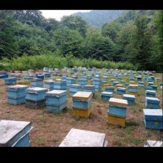  دامپروری | عسل عسل نمدار طبیعی