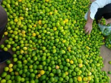  میوه | لیمو ترش لیمو ترش محلی