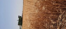  دامپروری | کاه کاه گندم کاملا خرد شده