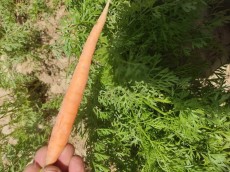  صیفی | هویج هویج خوب مرغوب