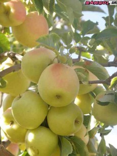  میوه | سیب سیب زرد رو درختی