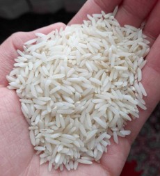  غلات | برنج برنج هاشمی درجه یک با قیمت مناسب .کشت گیلان