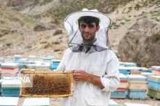  دامپروری | عسل عسل گون صدرصد طبیعی و محلی