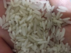  غلات | برنج انواع برنج