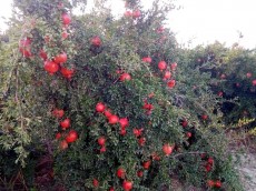  میوه | انار رباب