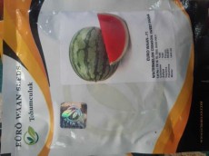 صیفی | هندوانه بذر هندوانه هیبریدی وارداتی اف یک