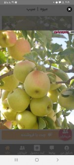  میوه | سیب لبنان