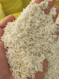  غلات | برنج هاشمی فوق ممتاز تضمینی