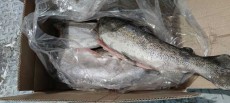  مواد پروتئینی | ماهی ماهی قزل آلا پاک شده