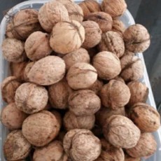  خشکبار | گردو گردو کاغذی خشک