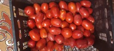  صیفی | گوجه صادراتی