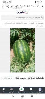  صیفی | هندوانه هندوانه بیضی شکل مخصوص صادرات با سایز و اندازه مناسب