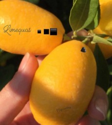  بذر و نهال | نهال نهال لیمو ترش لایم کوات