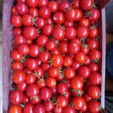  صیفی | گوجه گوجه گیلاسی