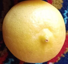  میوه | لیمو ترش مضافتی