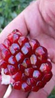  میوه | انار انار صادراتی دانه مشکی