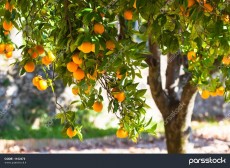  میوه | پرتقال تامسون نارنگی محلی