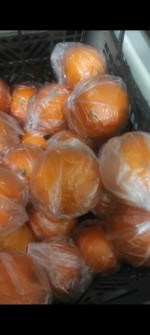 میوه | پرتقال تامسون نایلونی
