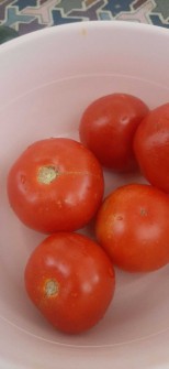  صیفی | گوجه گوجه فرنگی